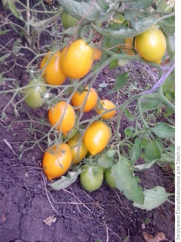 Сорт Чудо света. Чрезвычайно урожайный сорт.