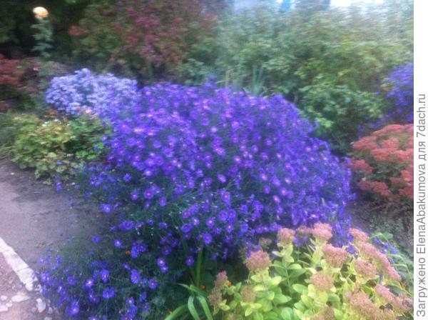 Сентябрины и очитки в осеннем великолепии.