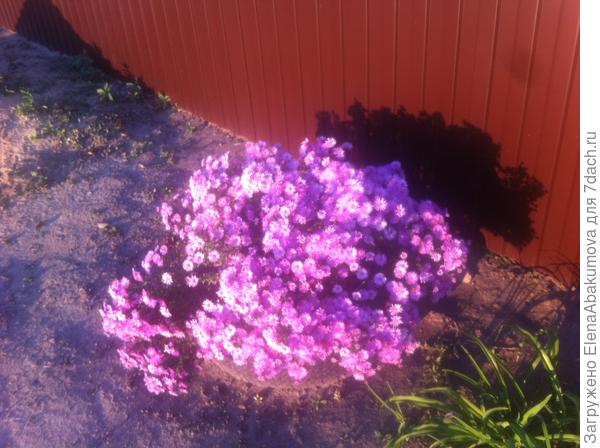 Низкорослые сентябрины (многолетние астры)