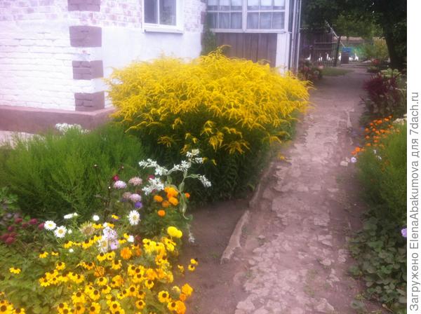 Солидаго (золотарник) и санвиталия.