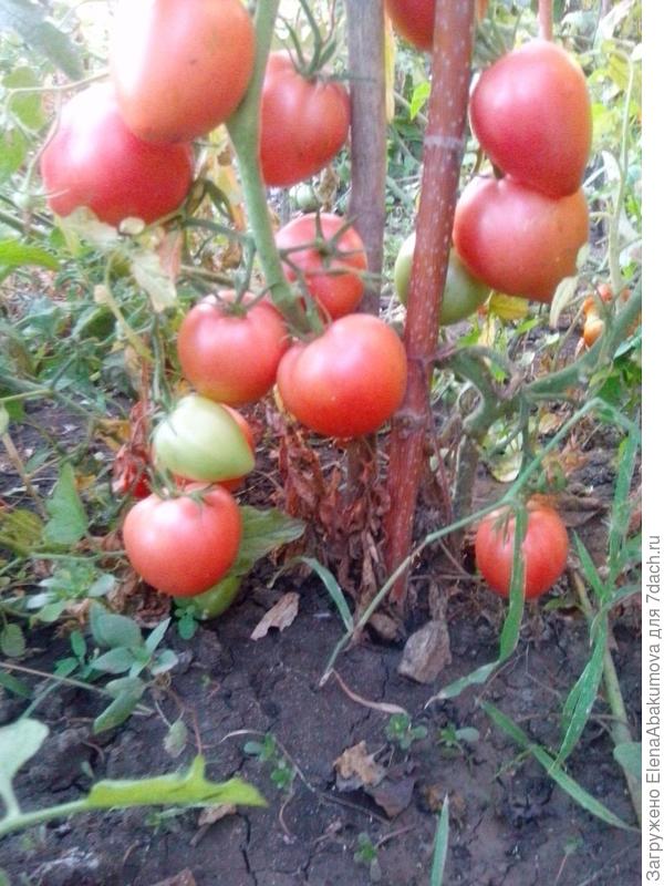 Сорт Новиок розовый. Хороший урожай собрала.