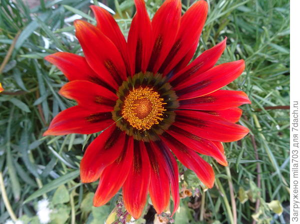 А это мои красавицы газании