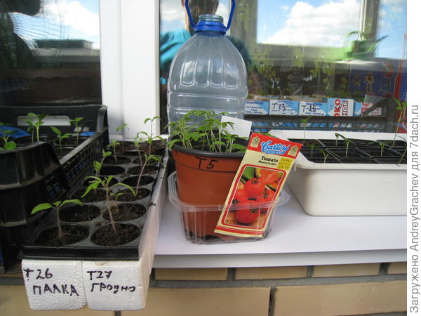 Т5- англичанин