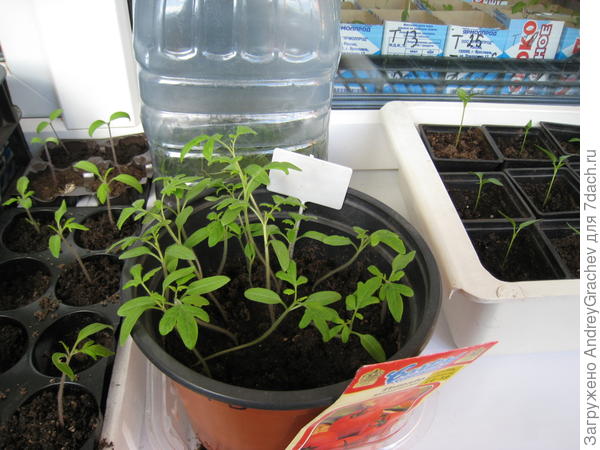 70% всхожесть семян 1996г.