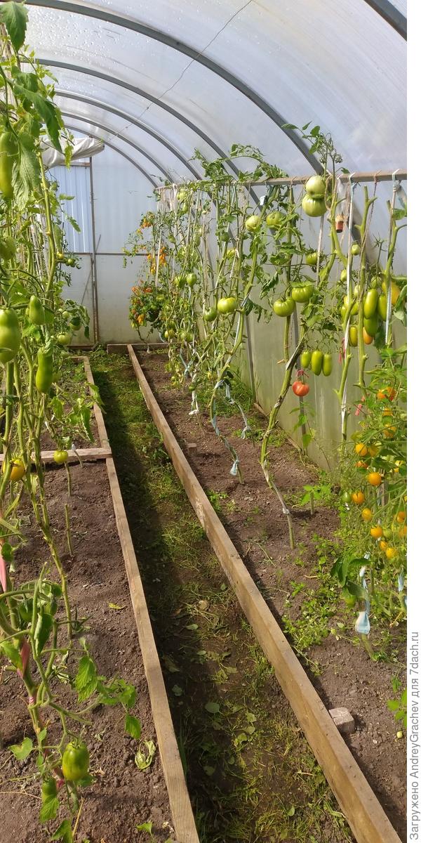 жду созревания последних томатов