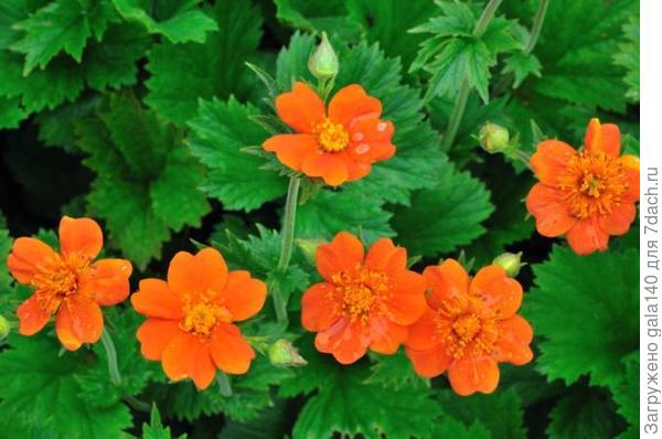 Фото из интернета.