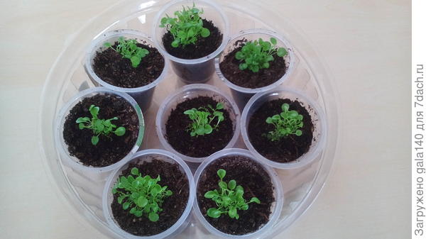 Лобелия, посеяна на таблетки, таблетки перевалила в стаканчик целиком.