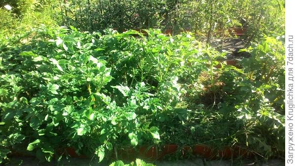 Картошка под травой