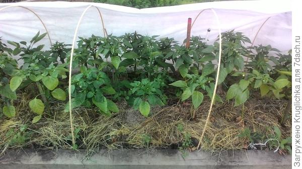 Перцы по "Кизиме"