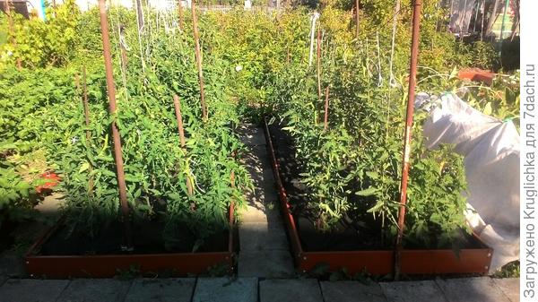 Томаты по "Кизиме"