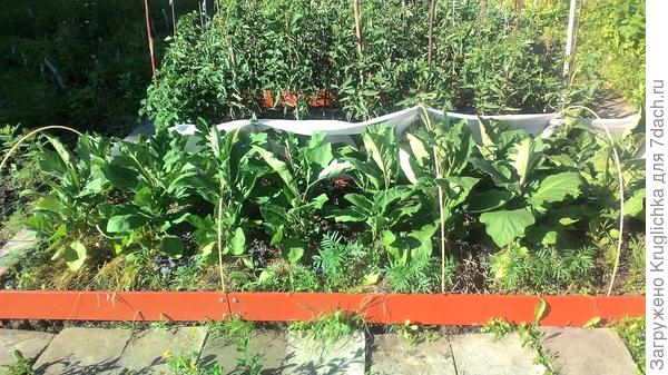 Баклажаны+базилик+бархотки