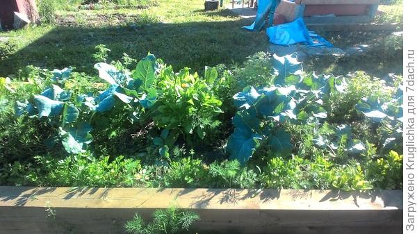 Брокколи семенами