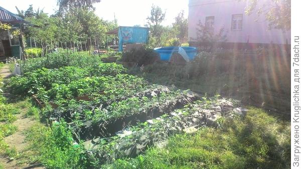 Мои грядки - моя радость!