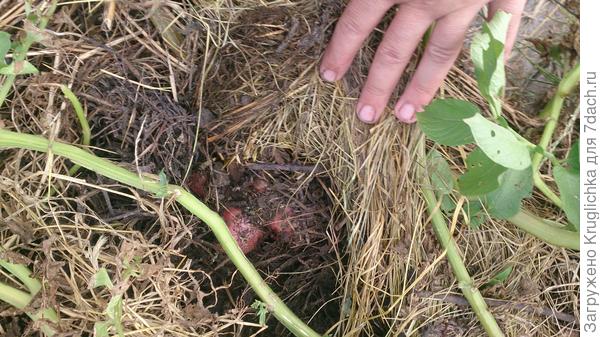 Идеальный вариант выращивания в небольших количествах. чтобы летом покушать