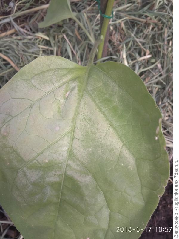 А это уже появилось на здоровых листьях