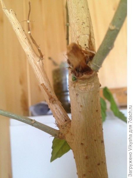 Вот она почечка