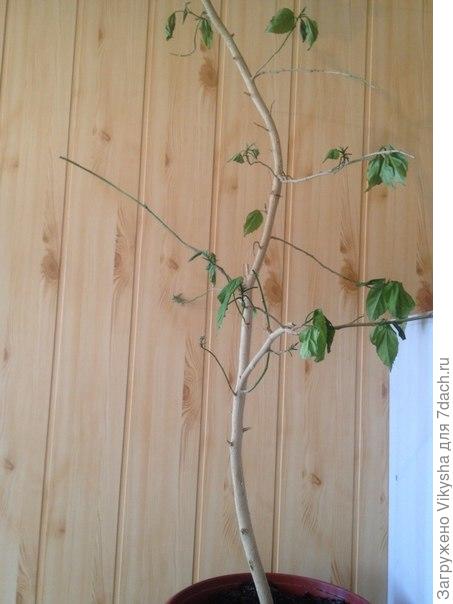 Вот он мой страдалец