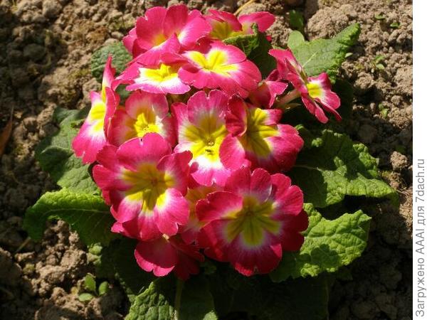 Примула