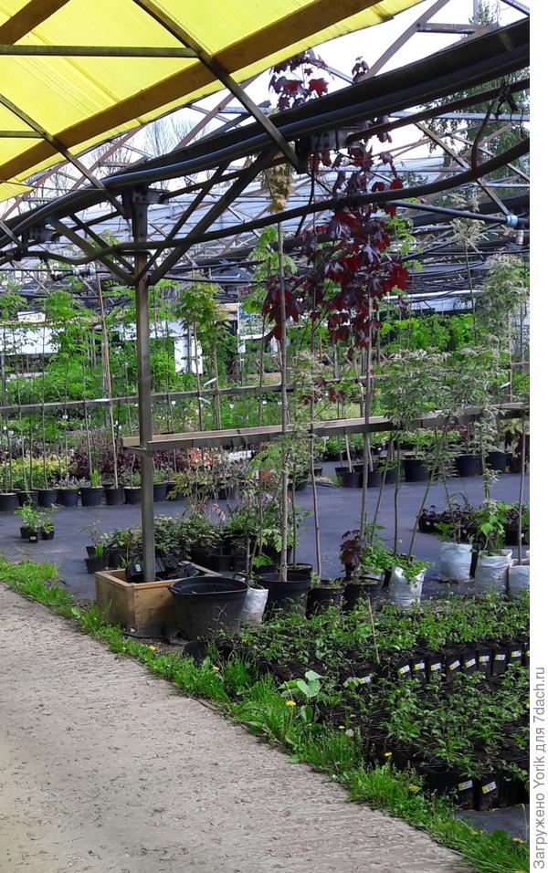 Все выглядит так. Так ещё и покупатели беседуют друг с другом, обмениваясь номерами телефонов.