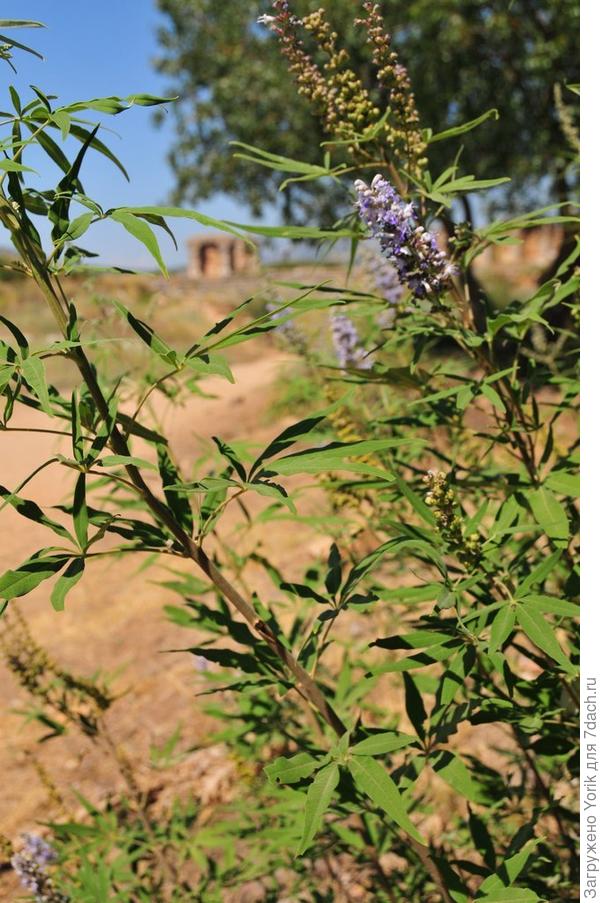 А что это за растение?