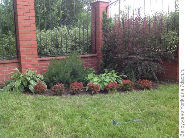 Барбарис Admiration