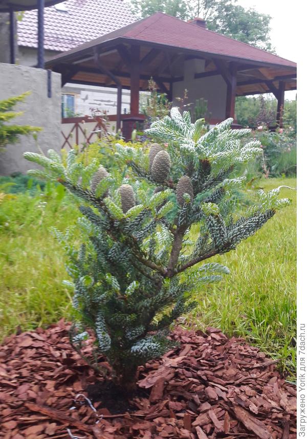 Высадили красотку