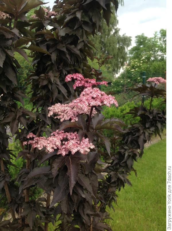 Бузина расцвела