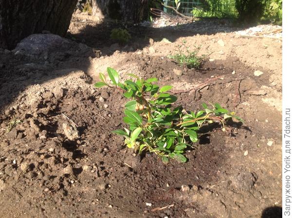 Кизильник сидит, под липой, ну и рядышком ещё три.