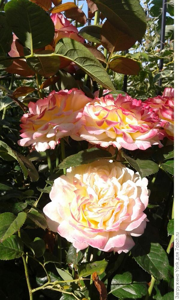 Продолжение розового сезона