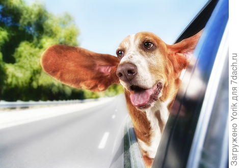 Фото из интернета