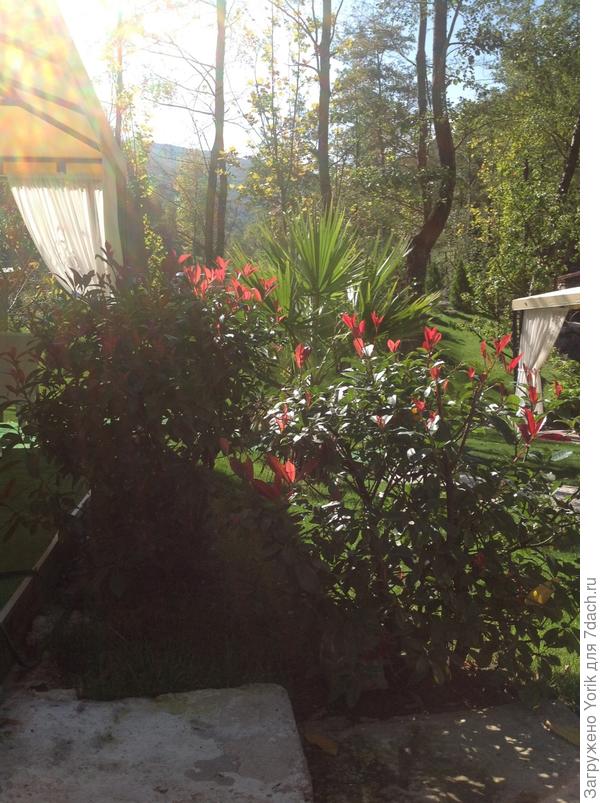 Ещё одна красавица