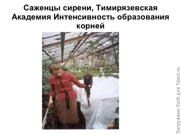 Один из слайдов отчета