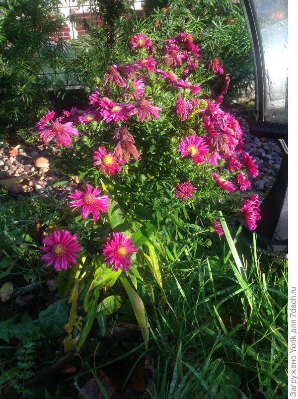 Радость продолжается