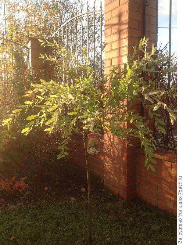 А ива не хочет распрощаться со свои нарядом