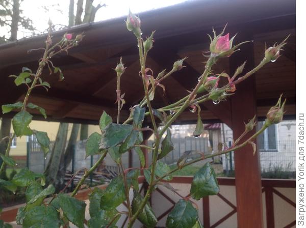 Может и мы ещё успеем распуститься?