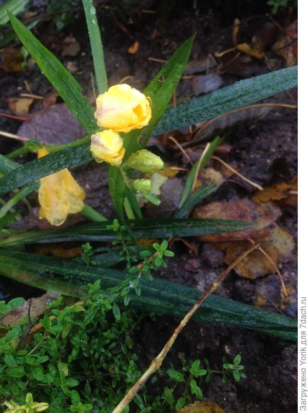 А фрезия ещё цветет