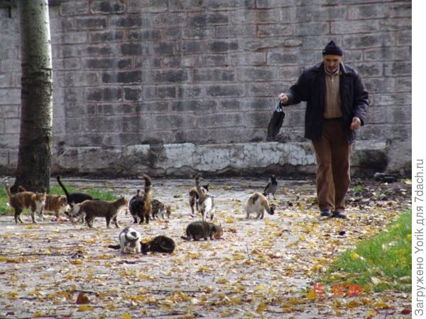 Около мечетей, живет очень много котов и кошек, и из всех близлежащих ресторанчиков и мясных лавок им приносят мясные обрезки. Коты приходят больше потусоваться, чем поесть, и выразить свою благодарность тому кто их пришел покормить.