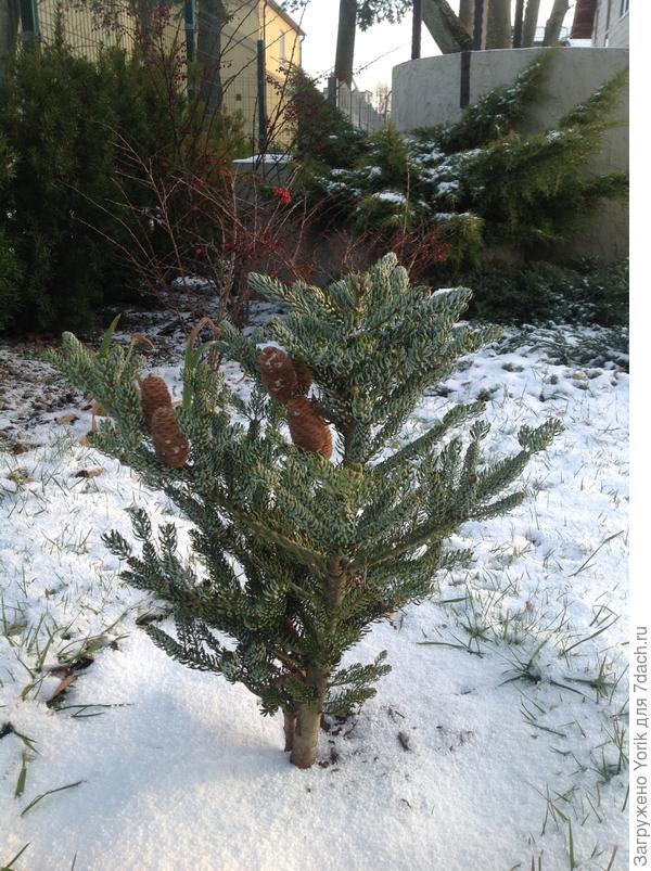 Так больше похоже, что Новый год