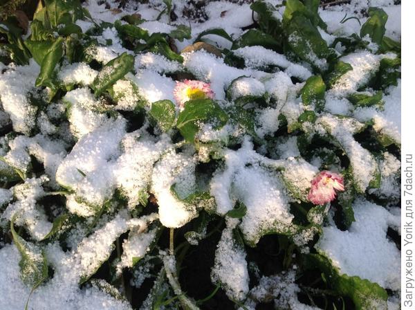 Маргаритки доцветают