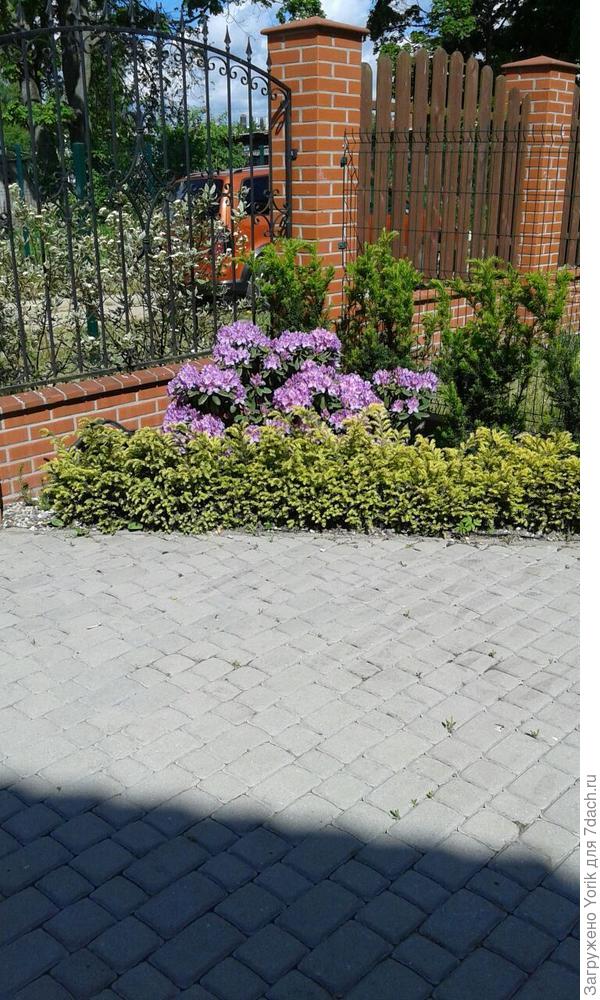 Вот такой он,когда цветёт