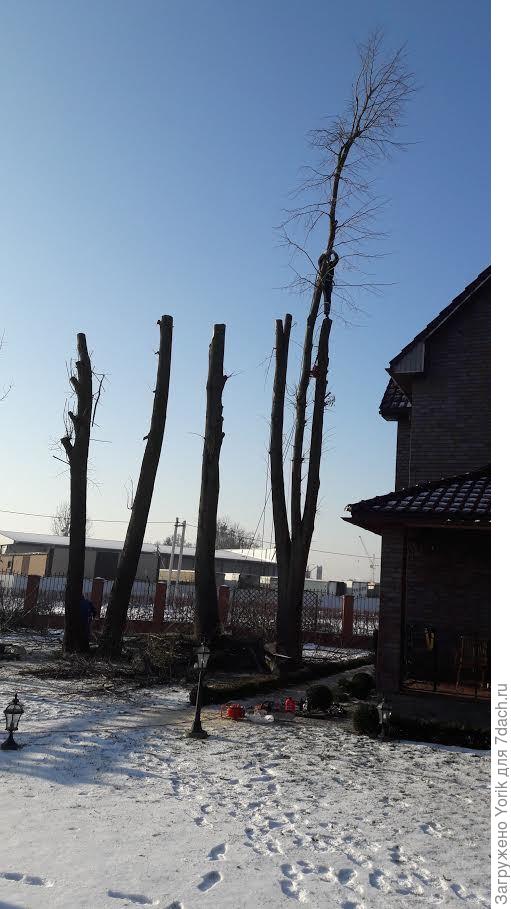 Вот воюем примерно так, переживать не надо, через года три будет пышная крона