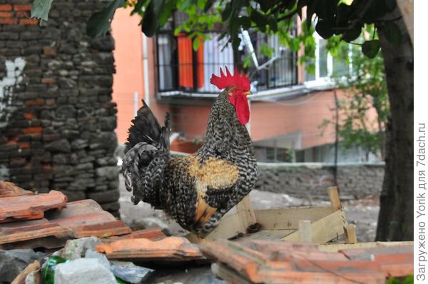 Интересное впечатление, когда рассказ экскурсовода, прерывается пением петуха