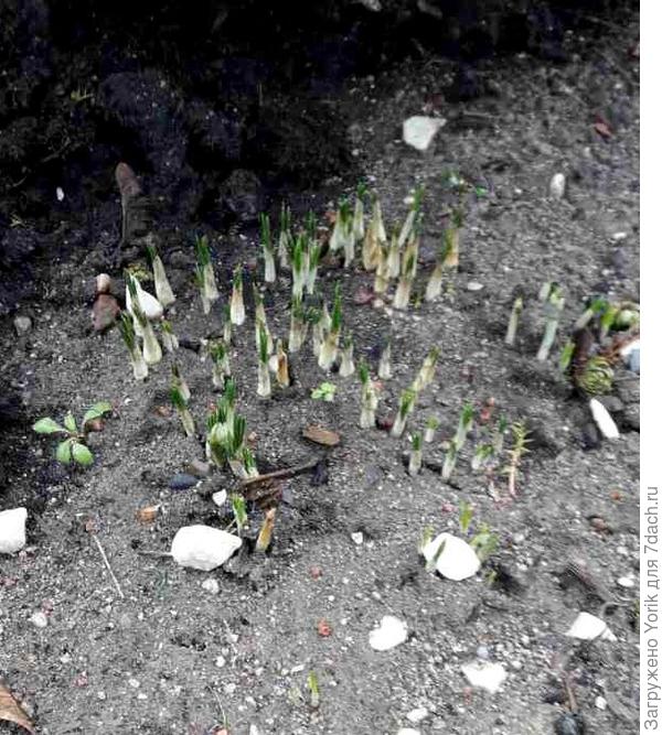 Первые вестники весны,  но ещё 24 февраля