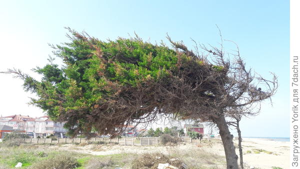 Не думаю что почва здесь сильно закислёна однако за жизнь борются только хвойники