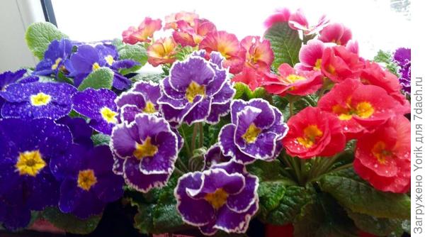 Через неделю наверное высадим в грунт