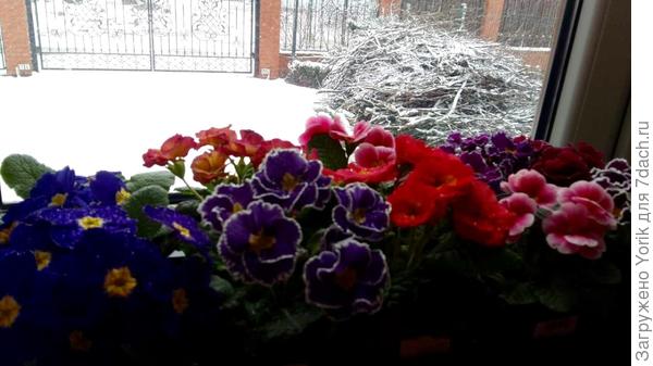 Март преподнёс сюрприз в виде снега. А ведь вчера на улице было + 10