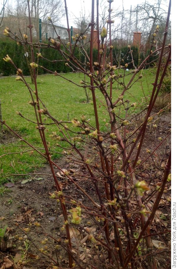 На жимолости тронулись почки