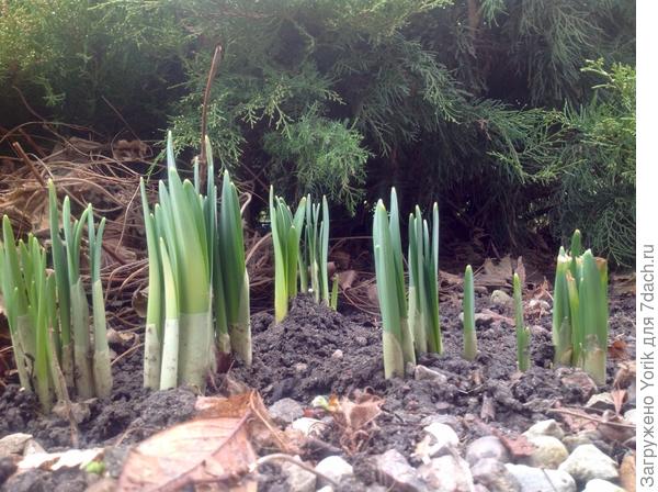 Нарциссы почувствовали приближение весны