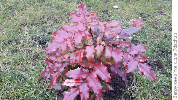 У магонии появились бутоны