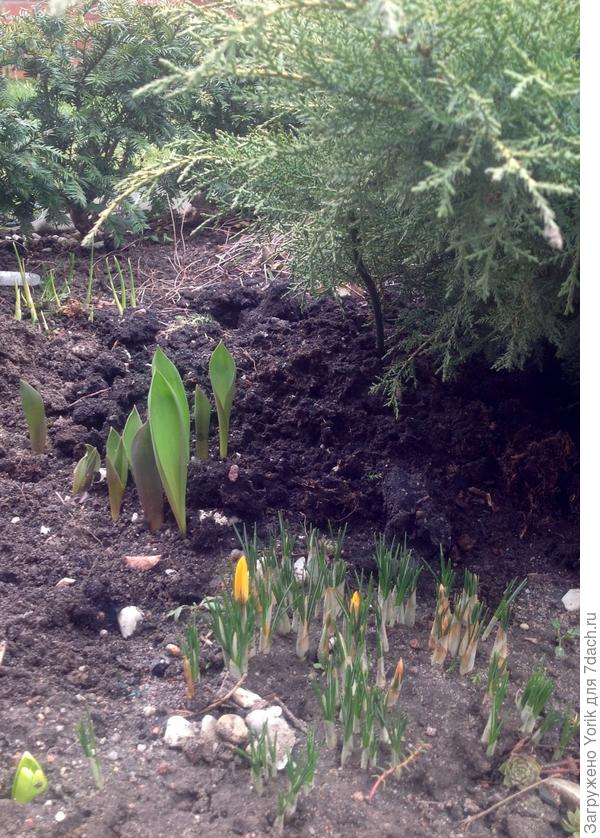Появляются первоцветы